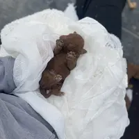 Jack December, a male Poodle - Miniature  and Miniature Goldendoodle for sale in Williamson, NY – Photo 10 of 10