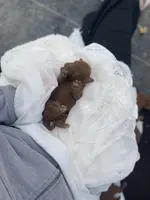 processed/60071092-7fb3-4c10-8ac6-384af2bfac8d/listing/be9235ef-8b97-4559-890c-fab785d407a2/d0c99b6d-93c2-48bd-8e33-5310b76ad226