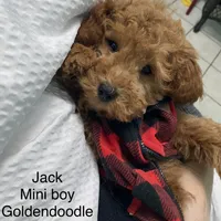 Jack December, a male Poodle - Miniature  and Miniature Goldendoodle for sale in Williamson, NY – Photo 3 of 10