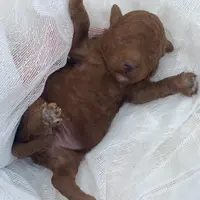 Jack December, a male Poodle - Miniature  and Miniature Goldendoodle for sale in Williamson, NY – Photo 9 of 10