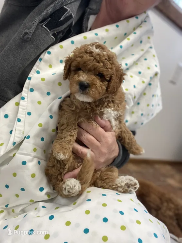 Annie mini – Goldendoodle, Poodle - Miniature  puppy for sale in Williamson, NY