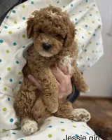 Jessie can go home now !, a female Goldendoodle and Poodle - Miniature  for sale in Williamson, NY – 9 of 9