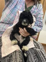 Dandy Lion , a male Goldendoodle and Poodle - Miniature  for sale in Williamson, NY – 3 of 10