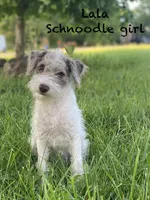 LaLA mini , a female Schnoodle for sale in Williamson, NY – 5 of 6