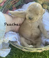 Peaches larger mini , a female Goldendoodle and Golden Retriever for sale in Williamson, NY – 2 of 7