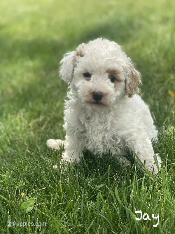 Jay – Miniature Goldendoodle puppy for sale in Williamson, NY