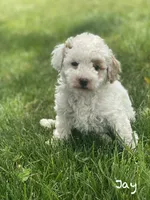 Jay, a female Poodle - Miniature  and Miniature Goldendoodle for sale in Williamson, NY – 5 of 8