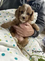 Danny, a male Cavapoo for sale in Williamson, NY – 2 of 4