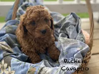 Michele , a female Cavapoo and Cavalier King Charles Spaniel for sale in Williamson, NY – 2 of 7
