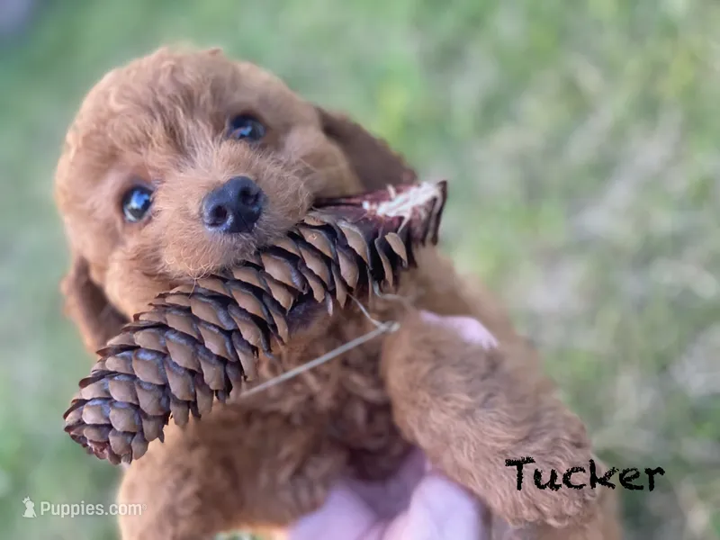 Tucker Mini  – Miniature Goldendoodle puppy for sale in Williamson, NY
