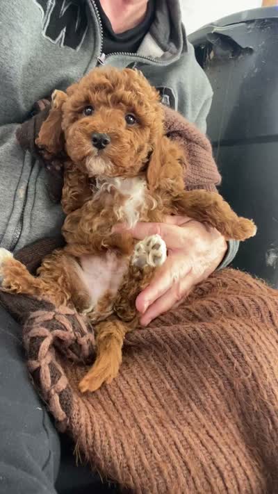 Jack ! F1BB, a male Poodle - Miniature  and Miniature Goldendoodle for sale in Williamson, NY – 8 of 8