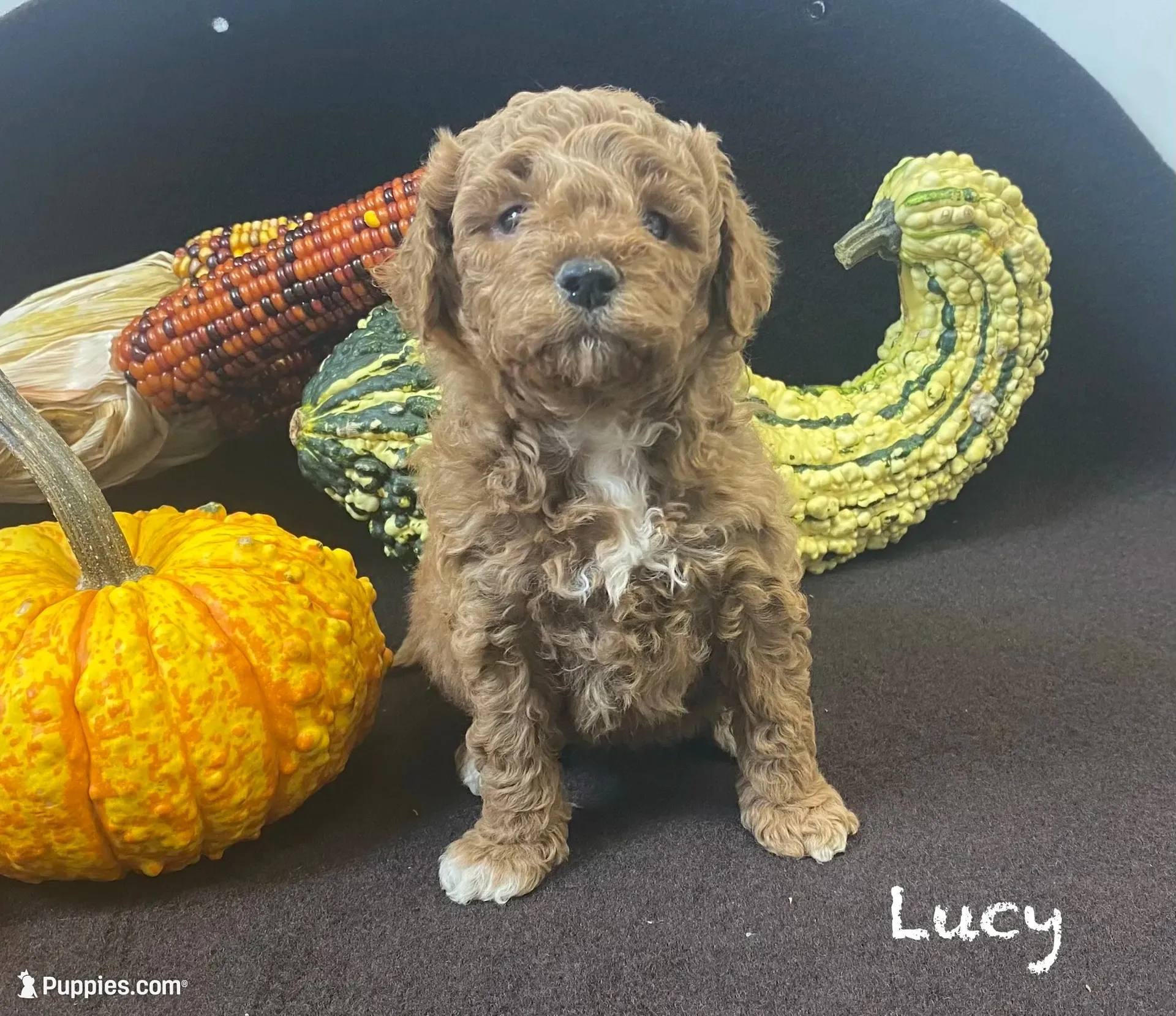 Lucy f1BB, a female Poodle - Miniature  and Miniature Goldendoodle for sale in Williamson, NY – 1 of 10