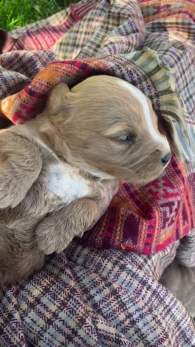 Darla larger mini , a female Goldendoodle and Golden Retriever for sale in Williamson, NY – 7 of 7