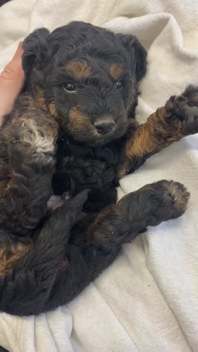Bugs ! , a male Goldendoodle and Poodle - Miniature  for sale in Williamson, NY – 9 of 9