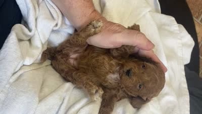 Wednesday f1BB, a female Poodle - Miniature  and Miniature Goldendoodle for sale in Williamson, NY – 8 of 9