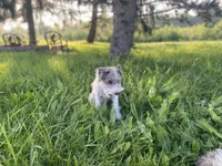 LaLA mini , a female Schnoodle for sale in Williamson, NY – 6 of 6