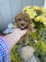 Dove, a female Poodle - Miniature  and Miniature Goldendoodle for sale in Williamson, NY – 6 of 8