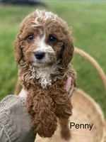 Penny, a female Cavapoo and Cavalier King Charles Spaniel for sale in Williamson, NY – 4 of 8