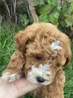 Milkshake , a male Goldendoodle for sale in Williamson, NY – 2 of 5