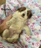 Buster , a male Cavapoo and Poodle - Miniature  for sale in Williamson, NY – 3 of 8