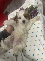 Patch, a male Cavapoo for sale in Williamson, NY – 6 of 6