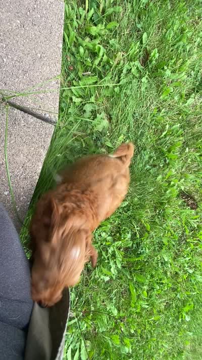 Erik F1BB mini, a male Miniature Goldendoodle for sale in Williamson, NY – 8 of 10