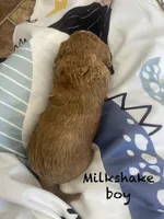Milkshake , a male Goldendoodle for sale in Williamson, NY – 3 of 5