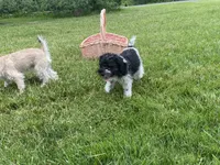 Darcy, a female Schnoodle for sale in Williamson, NY – 4 of 7