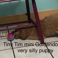 Tiny Tim , a male Poodle - Miniature  and Miniature Goldendoodle for sale in Williamson, NY – Photo 4 of 9