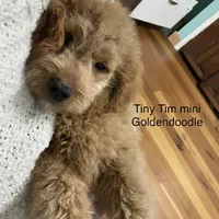 Tiny Tim , a male Poodle - Miniature  and Miniature Goldendoodle for sale in Williamson, NY – Photo 1 of 9