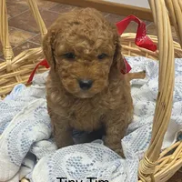 Tiny Tim , a male Poodle - Miniature  and Miniature Goldendoodle for sale in Williamson, NY – Photo 7 of 9