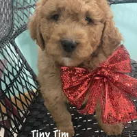 Tiny Tim , a male Poodle - Miniature  and Miniature Goldendoodle for sale in Williamson, NY – Photo 5 of 9