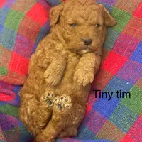 Tiny Tim , a male Poodle - Miniature  and Miniature Goldendoodle for sale in Williamson, NY – Photo 9 of 9