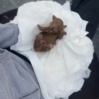 Tiny Tim , a male Poodle - Miniature  and Miniature Goldendoodle for sale in Williamson, NY – Photo 6 of 9