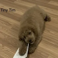 Tiny Tim , a male Poodle - Miniature  and Miniature Goldendoodle for sale in Williamson, NY – Photo 2 of 9