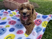 Yoko, a female Cavapoo and Cavalier King Charles Spaniel for sale in Williamson, NY – 6 of 7