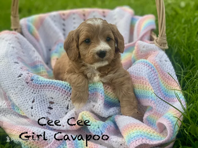 Cee Cee f1bb – Cavapoo, Poodle - Miniature  puppy for sale in Williamson, NY