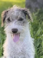 LaLA mini , a female Schnoodle for sale in Williamson, NY – 1 of 6