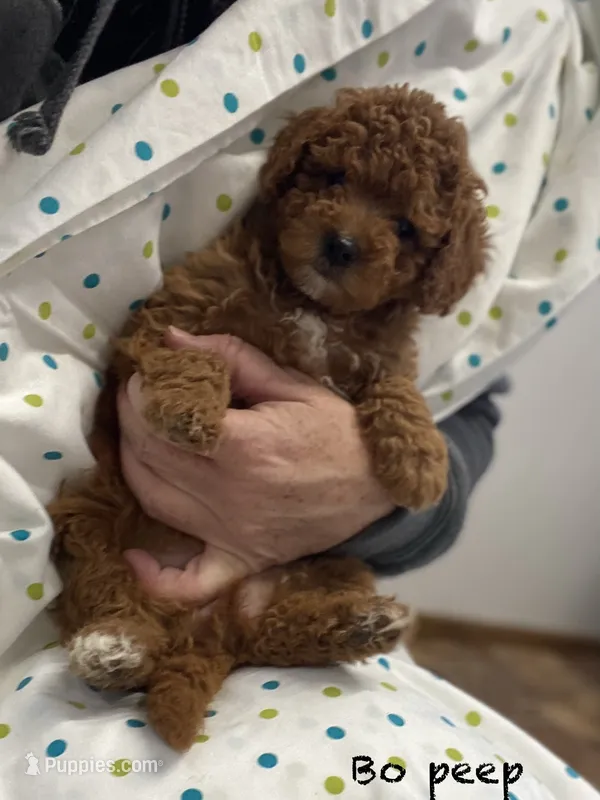 Bo-Peep – Goldendoodle, Poodle - Miniature  puppy for sale in Williamson, NY