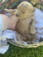 Peaches larger mini , a female Goldendoodle and Golden Retriever for sale in Williamson, NY – 5 of 7