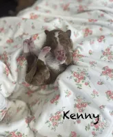 Kenny mini, a male Miniature Goldendoodle for sale in Williamson, NY – 5 of 8