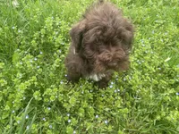 Willie mini, a male Schnoodle for sale in Williamson, NY – Photo 2 of 10
