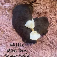 Willie mini, a male Schnoodle for sale in Williamson, NY – Photo 9 of 10