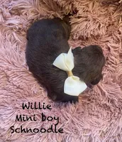 Willie mini, a male Schnoodle for sale in Williamson, NY – Photo 3 of 4