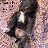 Willie mini, a male Schnoodle for sale in Williamson, NY – Photo 3 of 10