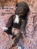 Willie mini, a male Schnoodle for sale in Williamson, NY – Photo 1 of 4
