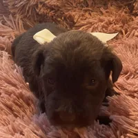 Willie mini, a male Schnoodle for sale in Williamson, NY – Photo 6 of 10