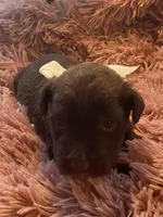 Willie mini, a male Schnoodle for sale in Williamson, NY – Photo 2 of 4