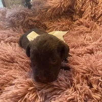 Willie mini, a male Schnoodle for sale in Williamson, NY – Photo 8 of 10