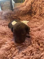 Willie mini, a male Schnoodle for sale in Williamson, NY – Photo 4 of 4